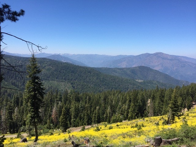 May contain: tree, plant, fir, abies, pine, outdoors, conifer, and nature