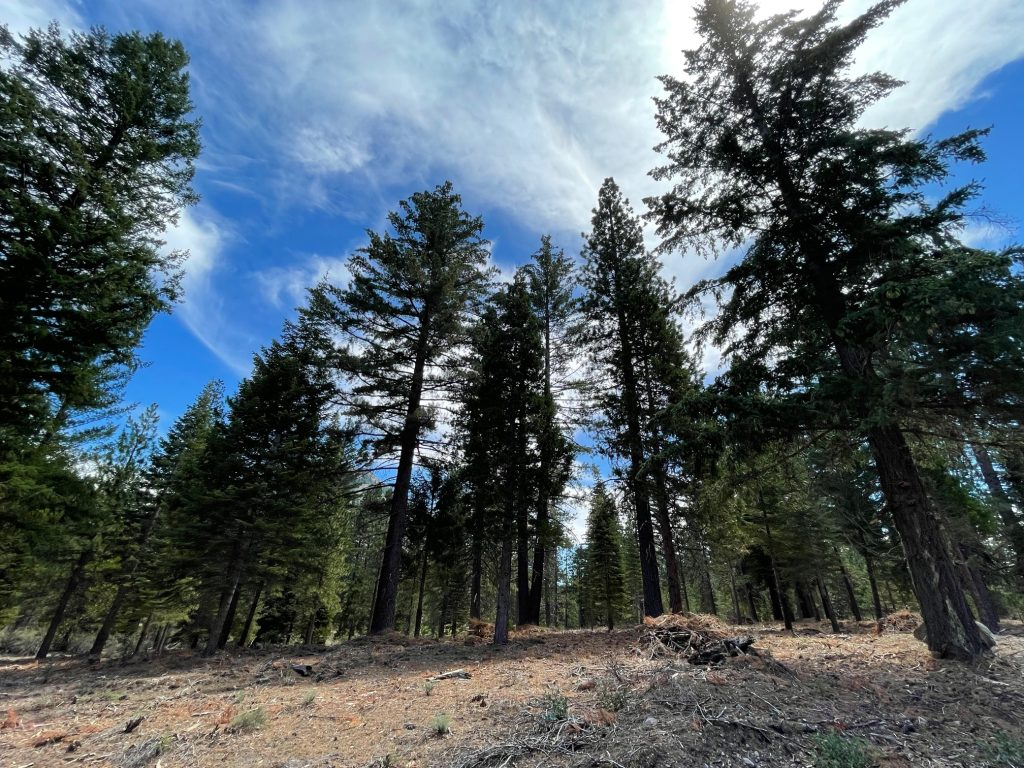 May contain: tree, plant, fir, abies, and conifer