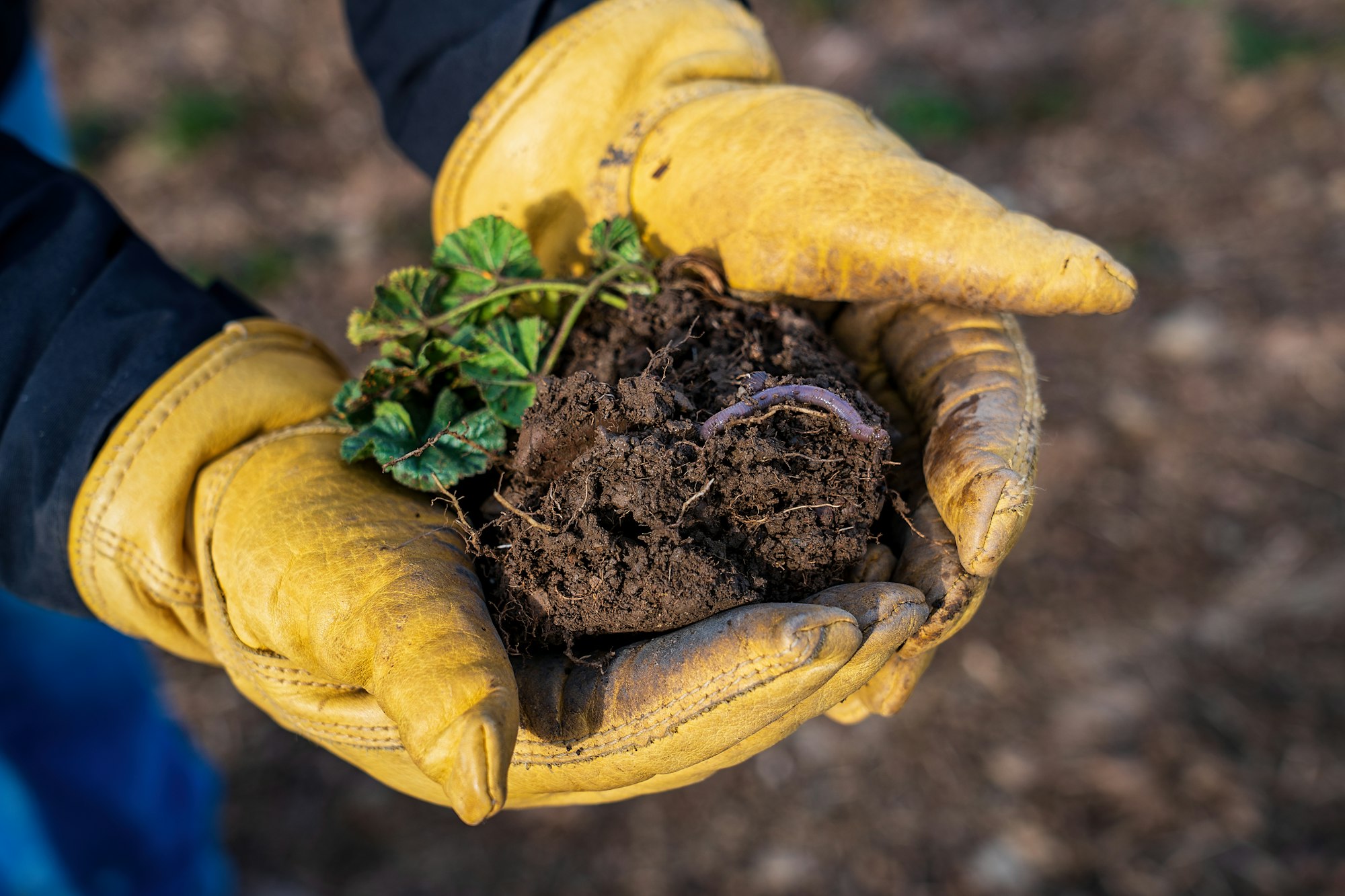 May contain: soil, garden, nature, outdoors, clothing, glove, and gardening