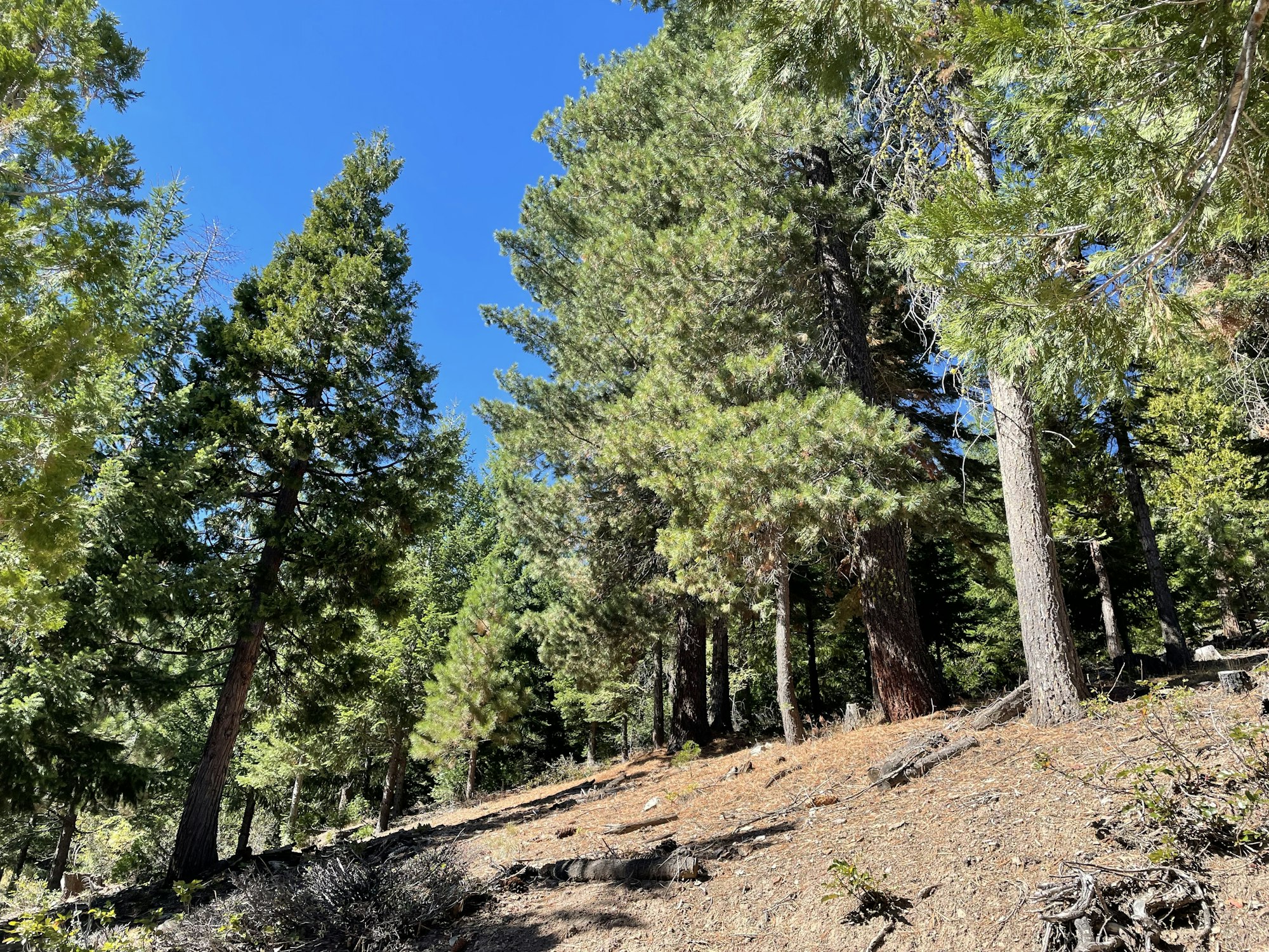 A scenic view of a forest with tall trees under a clear blue sky. Sunlight illuminates the greenery and forest floor.