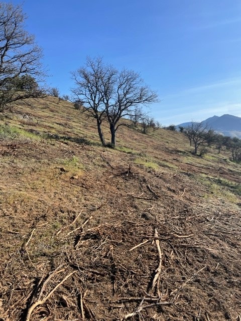 May contain: slope, land, nature, outdoors, plant, tree, vegetation, woodland, scenery, and ground