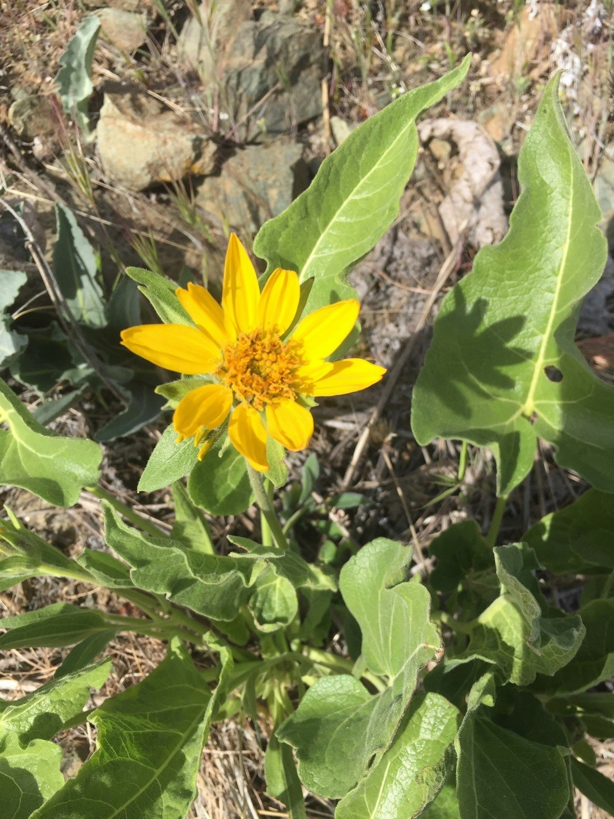 A bright yellow flower with green leaves growing in a natural setting, surrounded by dry grass and stones.
