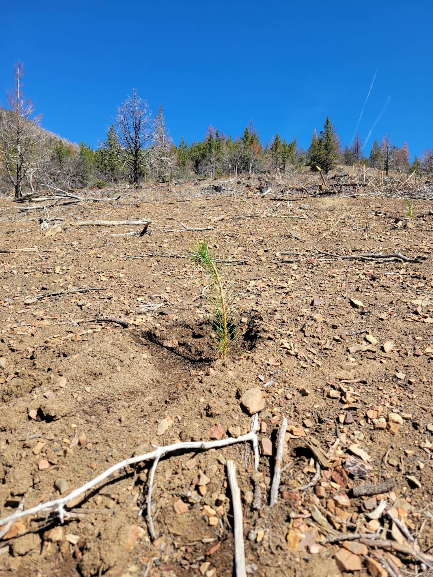 A small tree sapling planted in dry soil with sticks, with a background of sparse trees and a clear blue sky.