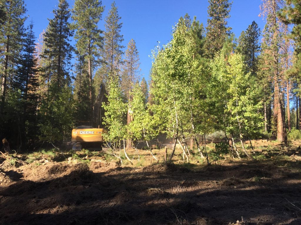 May contain: tree, plant, fir, abies, and conifer