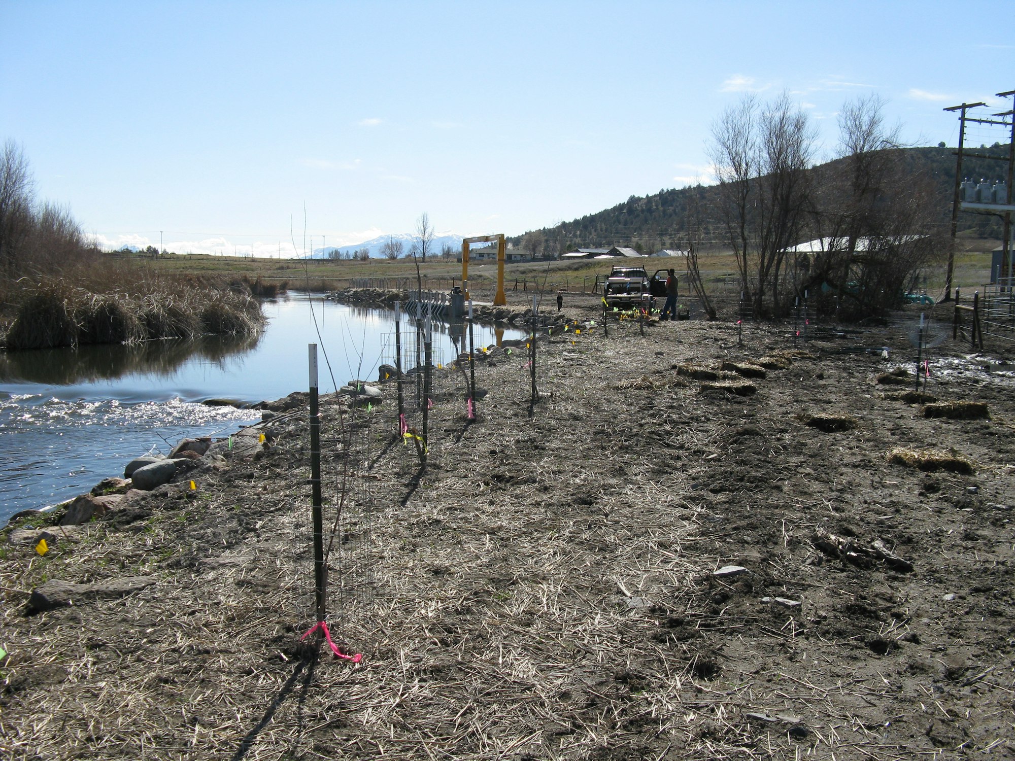 Willow Planting at the Shasta River Water Association Diversion Pumps