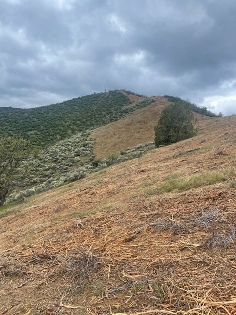 May contain: slope, plant, vegetation, ground, countryside, hill, nature, outdoors, land, tree, woodland, wilderness, and grass