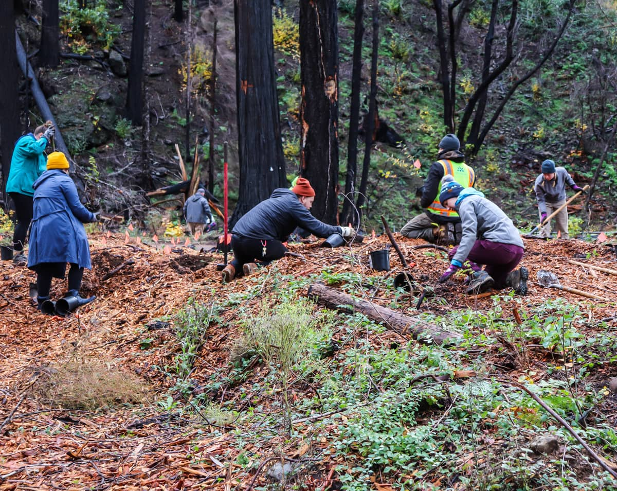A group of people working in a wooded area, possibly involved in reforestation or clean-up efforts.