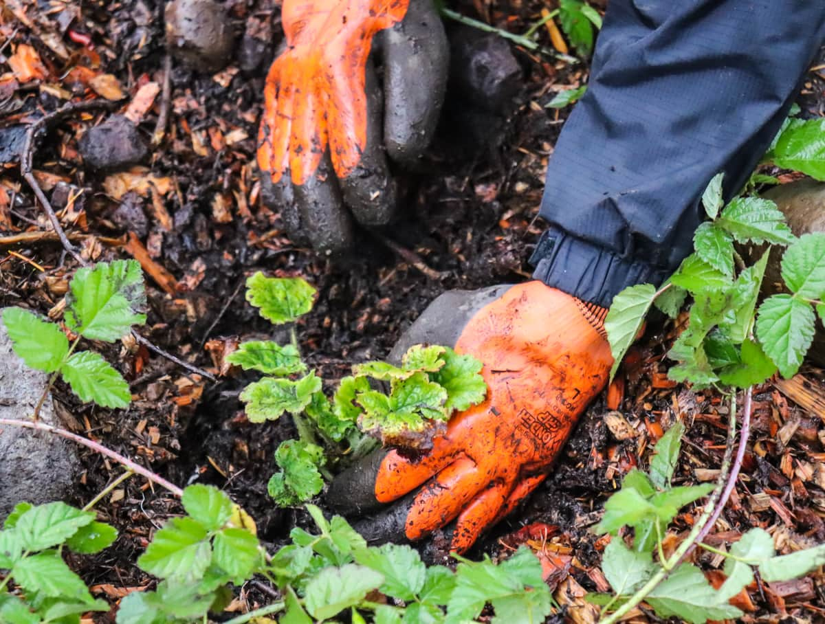 A person gardening, wearing orange gloves, amongst green plants and soil.