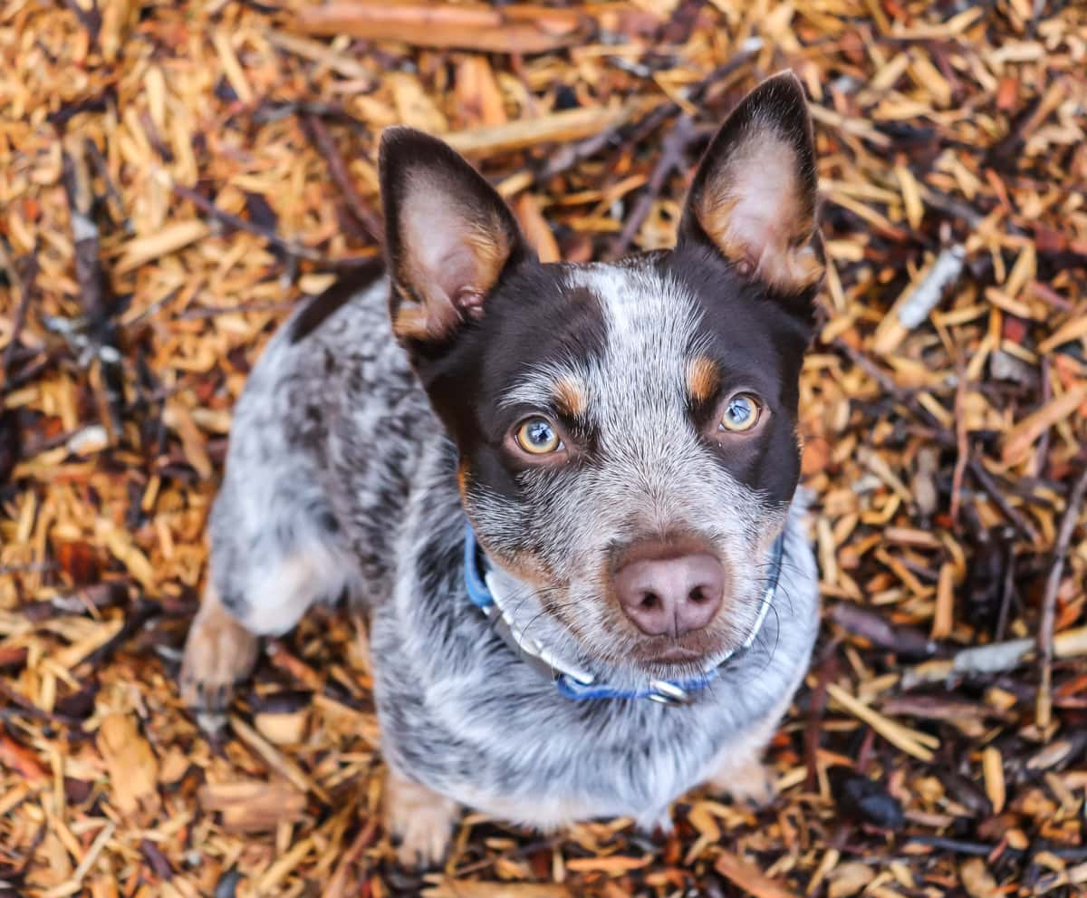 A spotted dog with blue eyes looking up, sitting on a bed of wood chips.