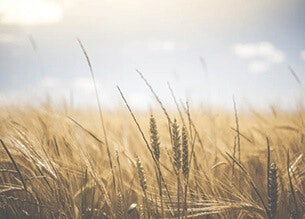 Golden wheat field under a clear sky with soft lighting.
