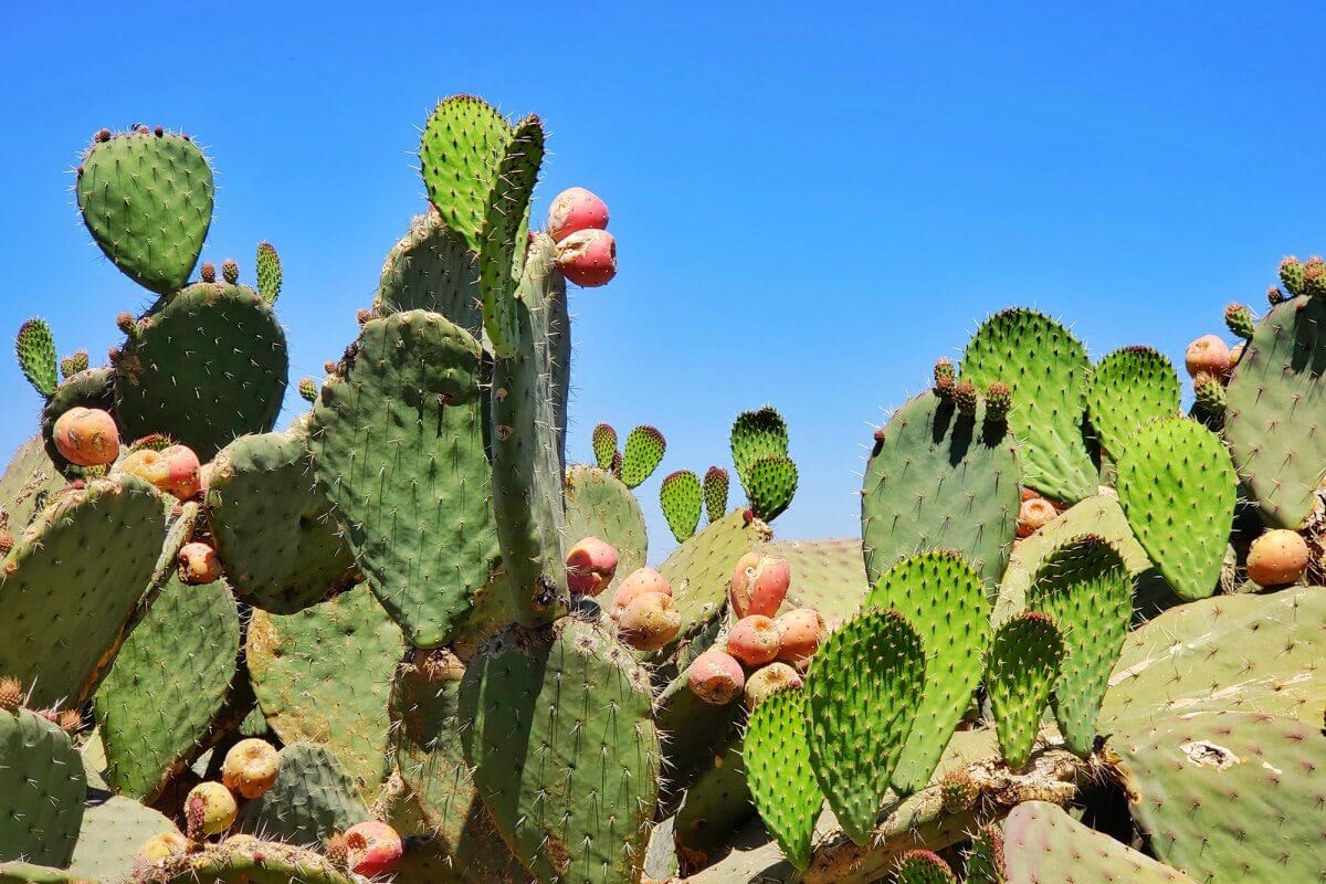 Prickly pear cactus with green pads and pink fruits against a clear blue sky.