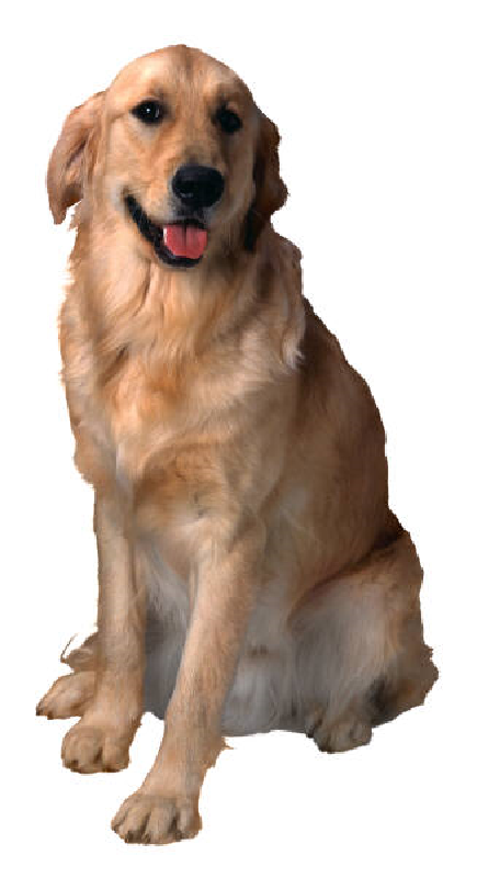 A golden retriever sitting and smiling, showcasing its friendly and playful demeanor.