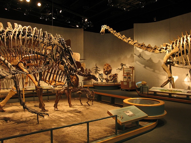 The image features a dinosaur fossil exhibit, showcasing large skeletons, informational displays, and a museum setting.