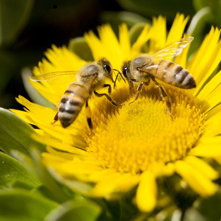 Two bees on a yellow flower, facing each other, amidst green foliage.
