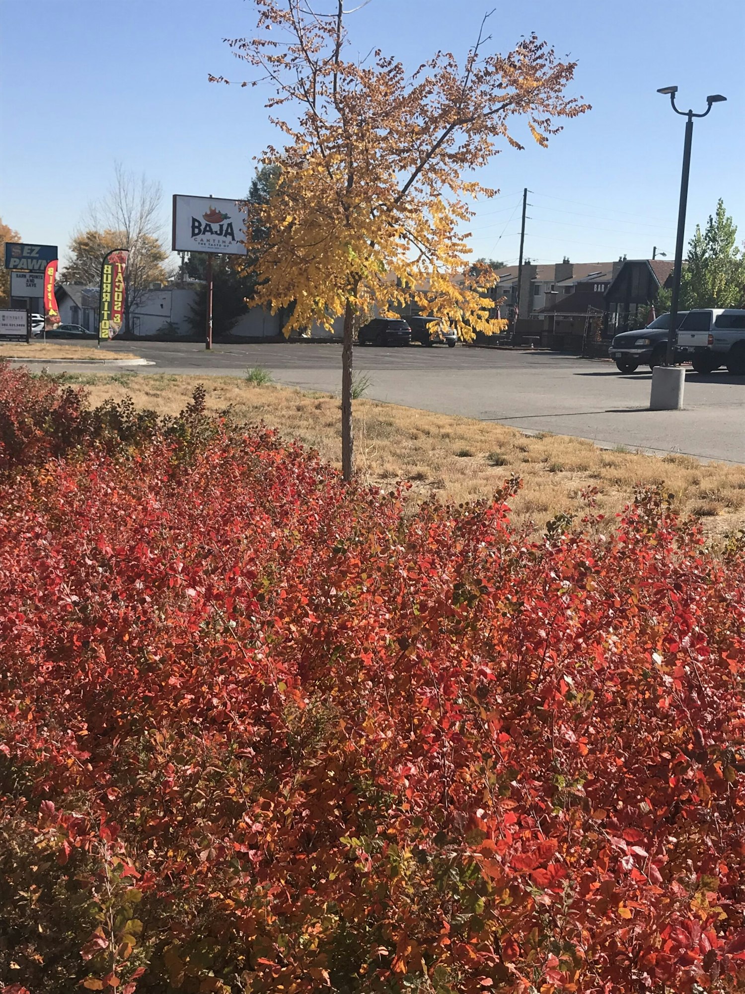 Autumn scene with a yellow-leafed tree, red shrubs, and a clear sky, urban setting with signs and vehicles in the background from the Alameda Corridor in Lakewood, CO.