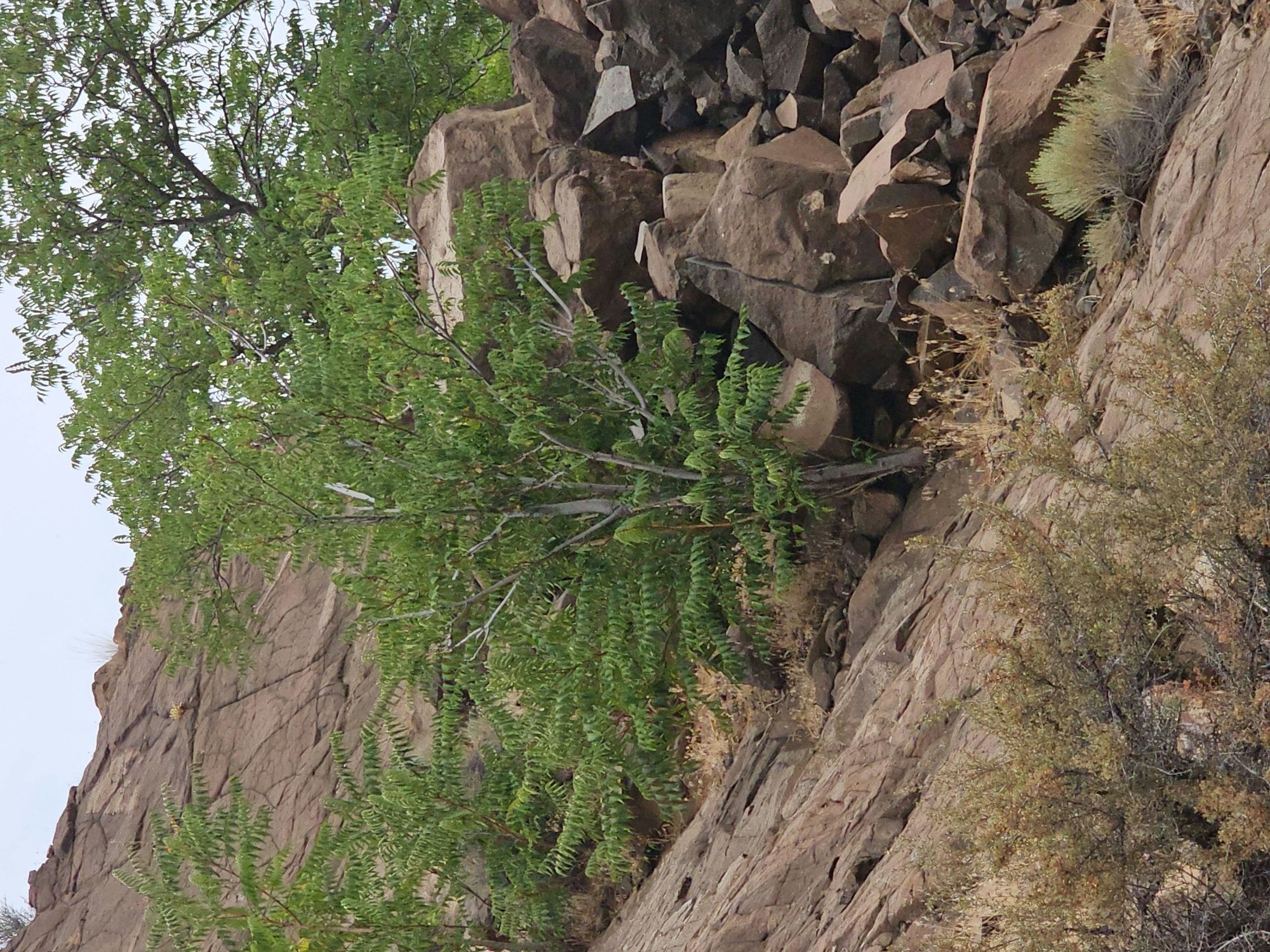 Rocky cliffside with shrubs and greenery. Image is rotated; gravity-defying trees suggest original orientation to be 90° clockwise.