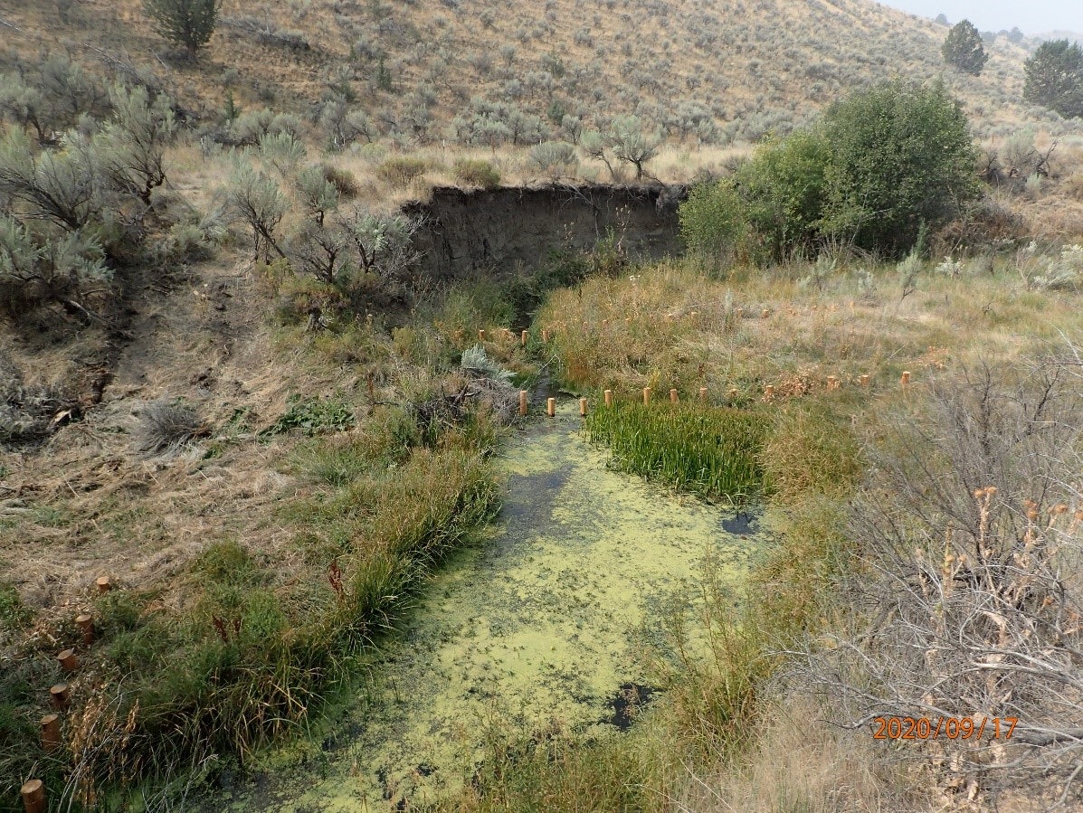 A creek with algae, surrounded by dry vegetation and cut stumps.