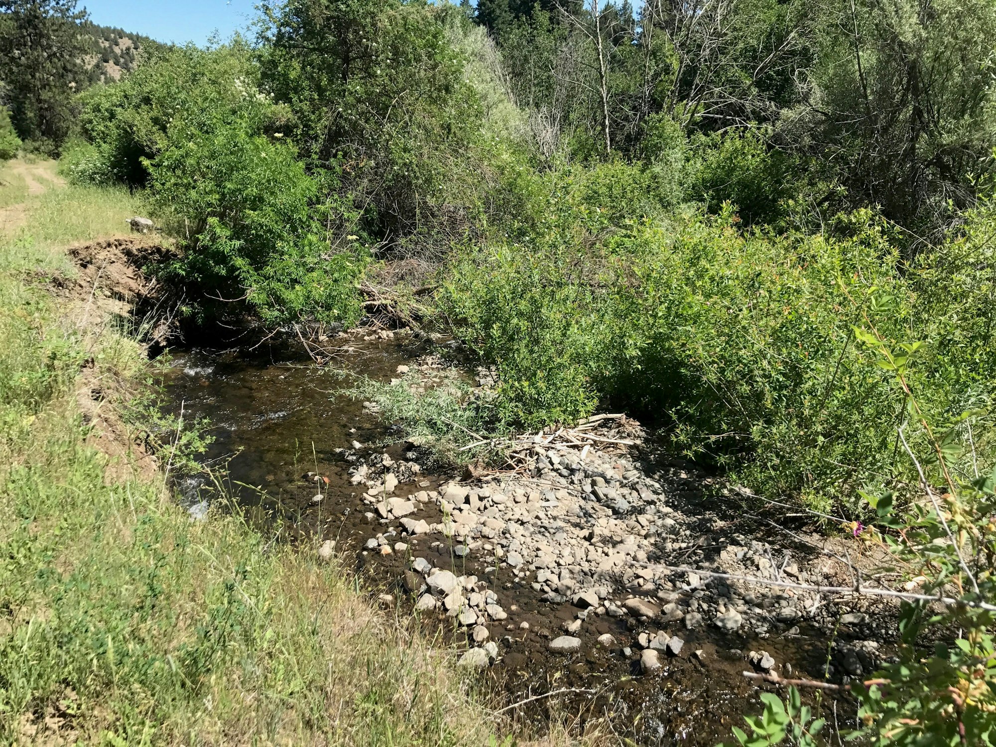 A shallow creek running through a rocky bed with surrounding greenery in a sunny, natural setting.