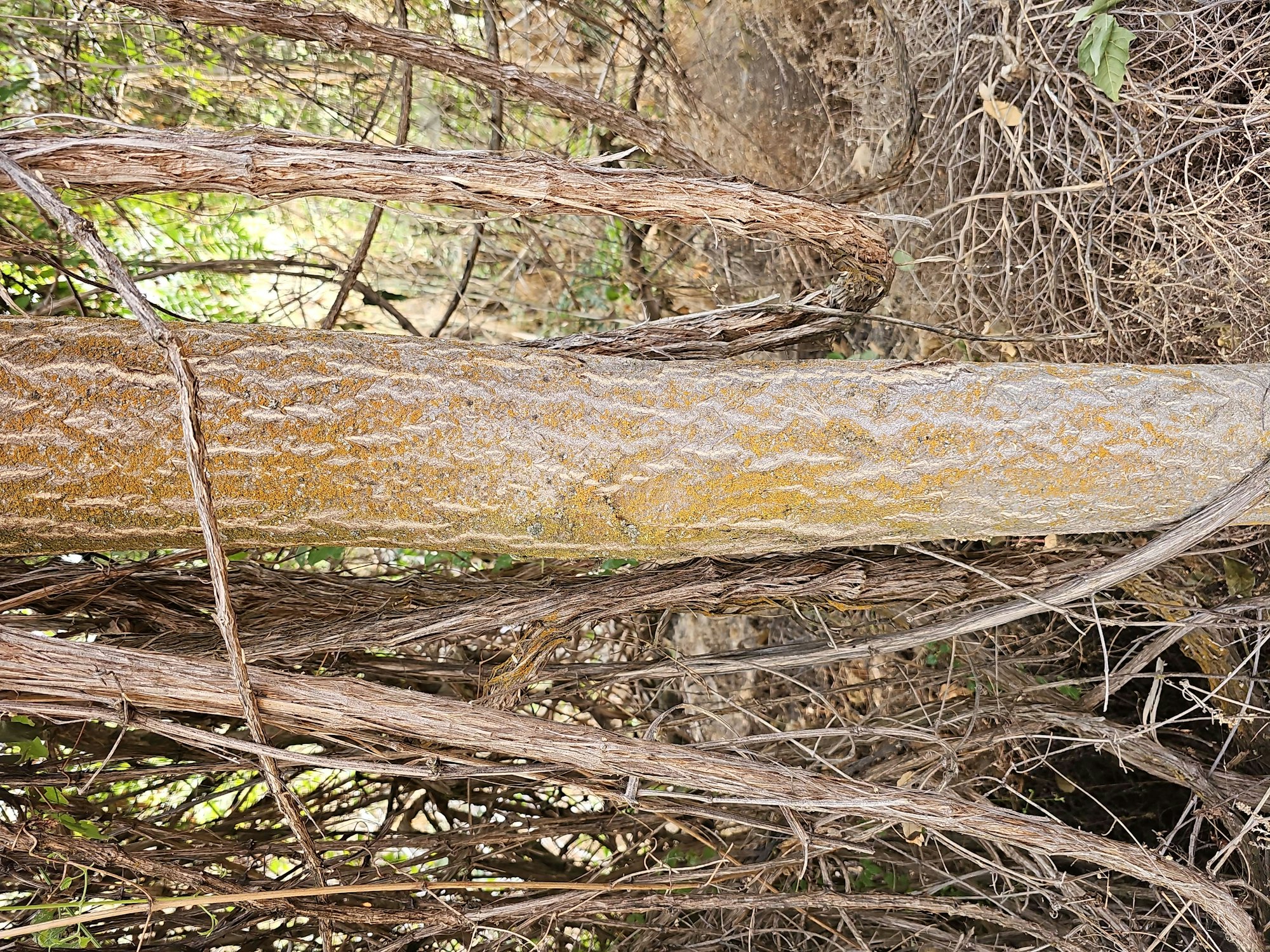 A textured log surrounded by dry, intertwined branches and vegetation.