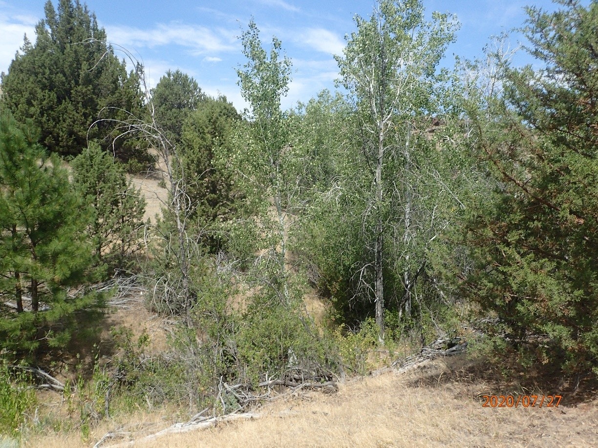 May contain: plant, vegetation, nature, outdoors, wilderness, tree, grove, land, woodland, pine, grass, and fir