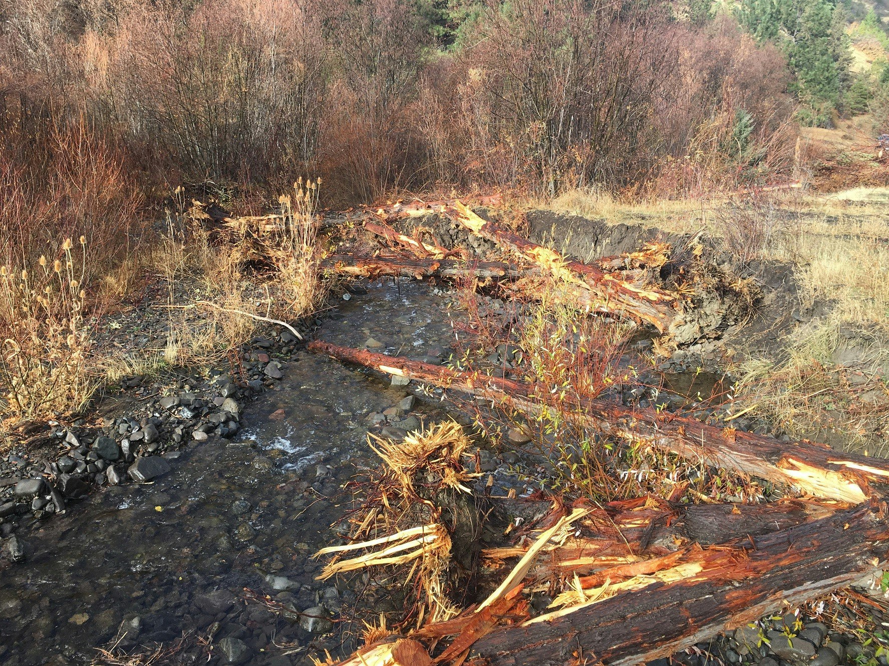 A stream flowing through rocky terrain with fallen, cut trees and shrubs on the banks.