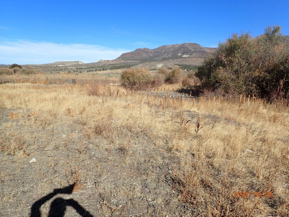 Dry grassland with trees in foreground, mountains in the background, clear sky, and shadow of the photographer.