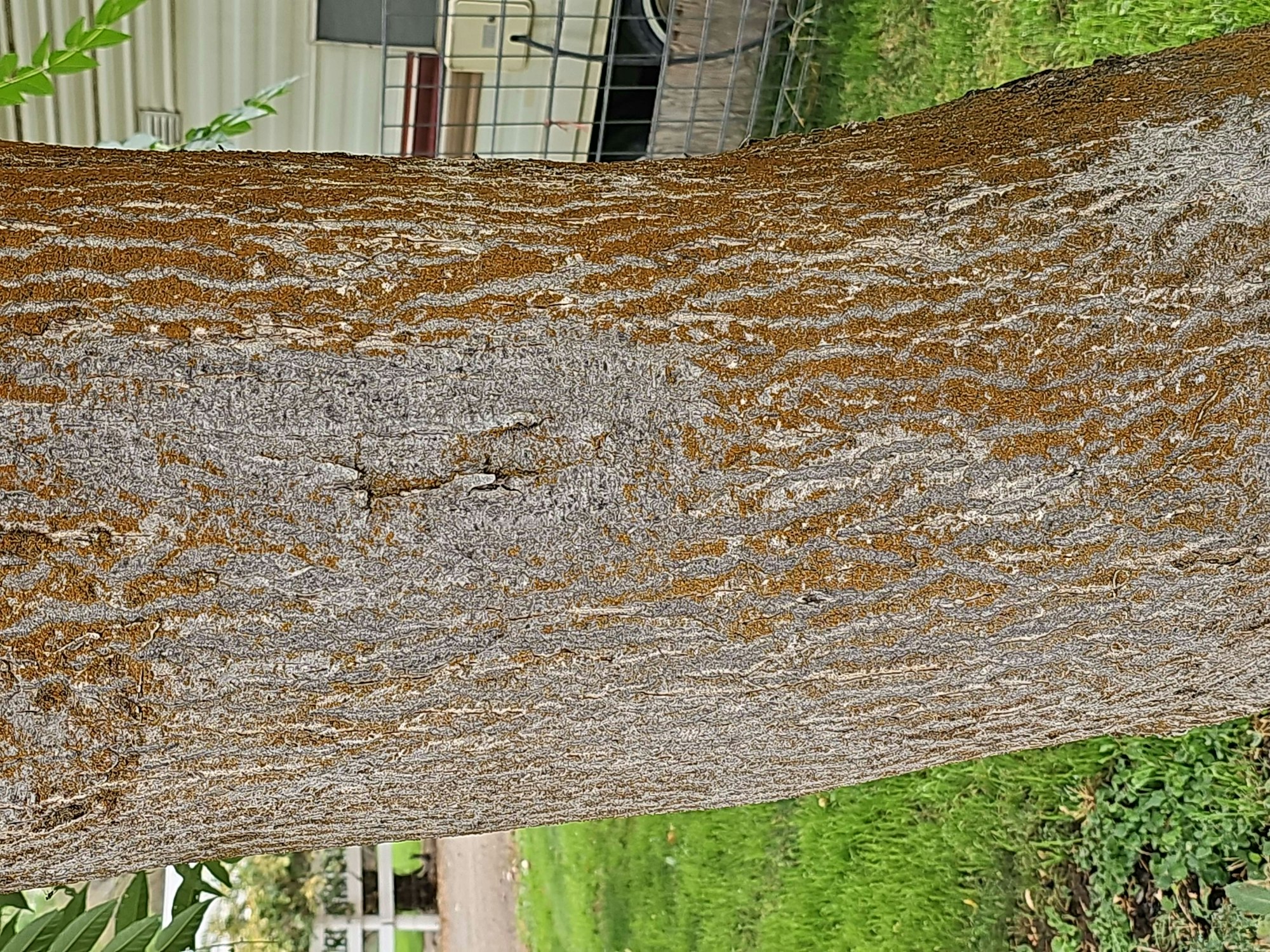 Close-up of a tree trunk with textured bark.