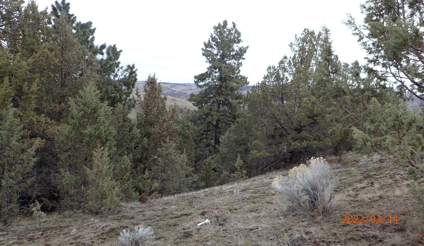 May contain: plant, tree, nature, outdoors, wilderness, vegetation, fir, pine, conifer, land, woodland, grass, and grove