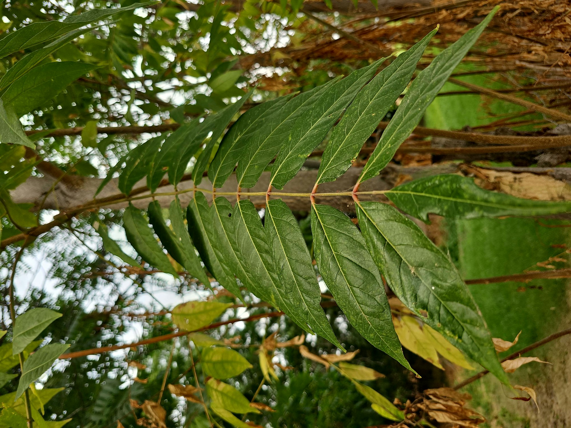 Green leaves on a branch, with a blurred background of foliage and a mossy wall.