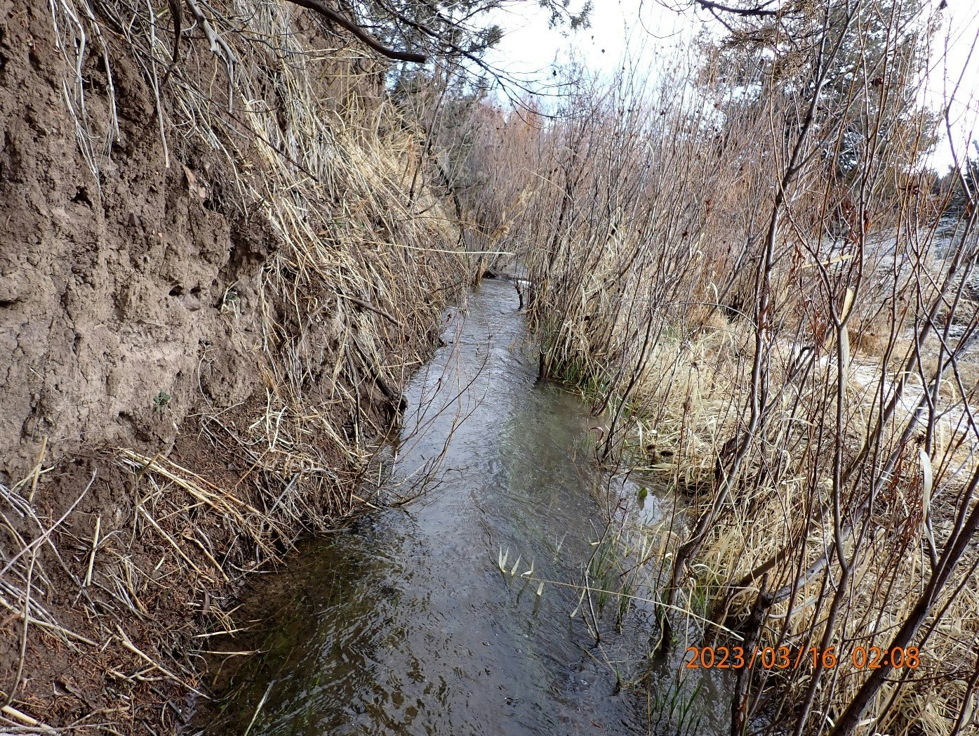 A narrow stream flanked by bare shrubs and an eroded soil bank.