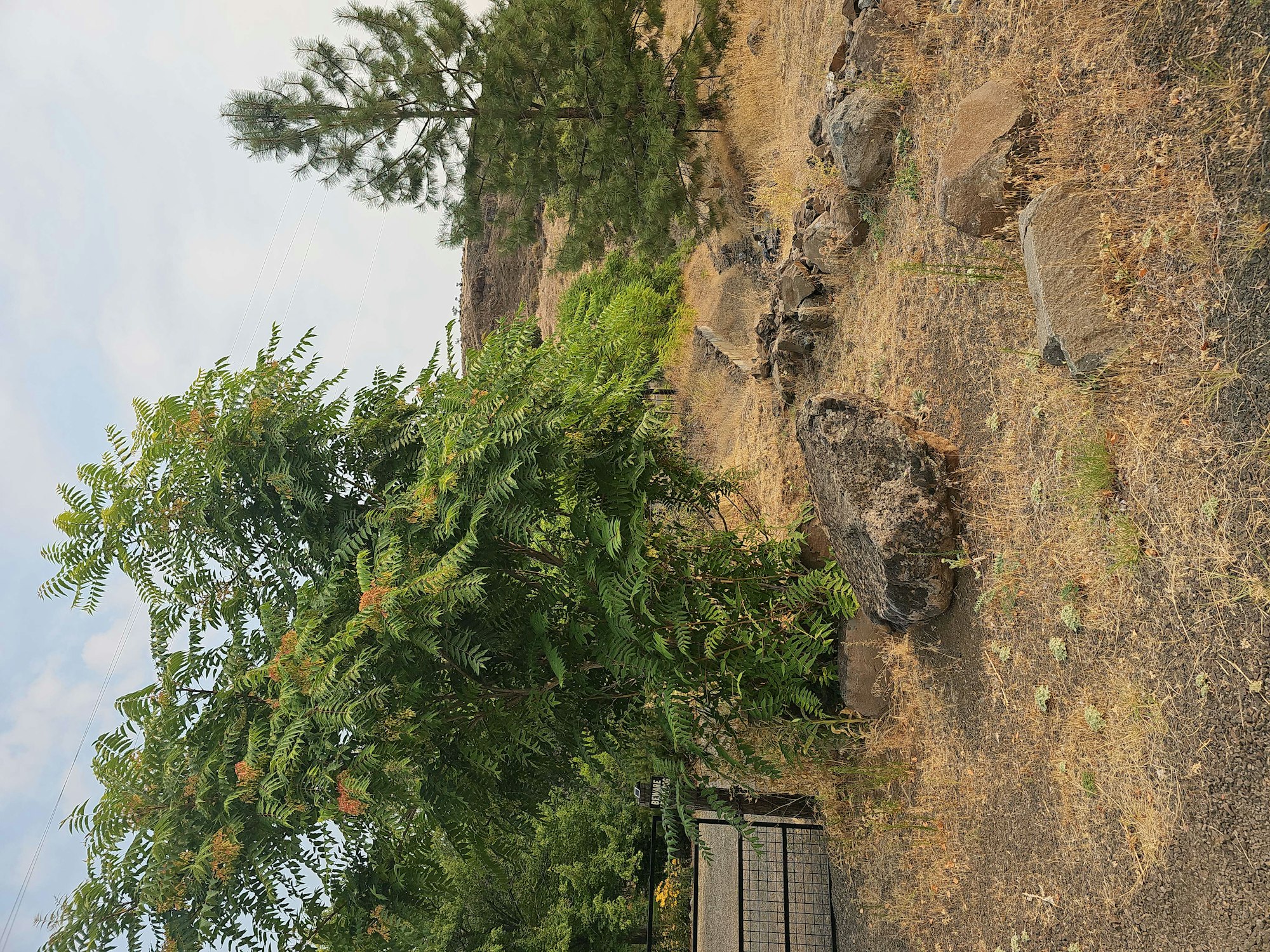 Dry grassland with rocks, green trees, and an upside-down perspective.