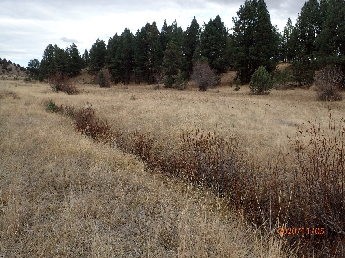 A dry grassy field with scattered shrubs and pine trees in the background under an overcast sky.