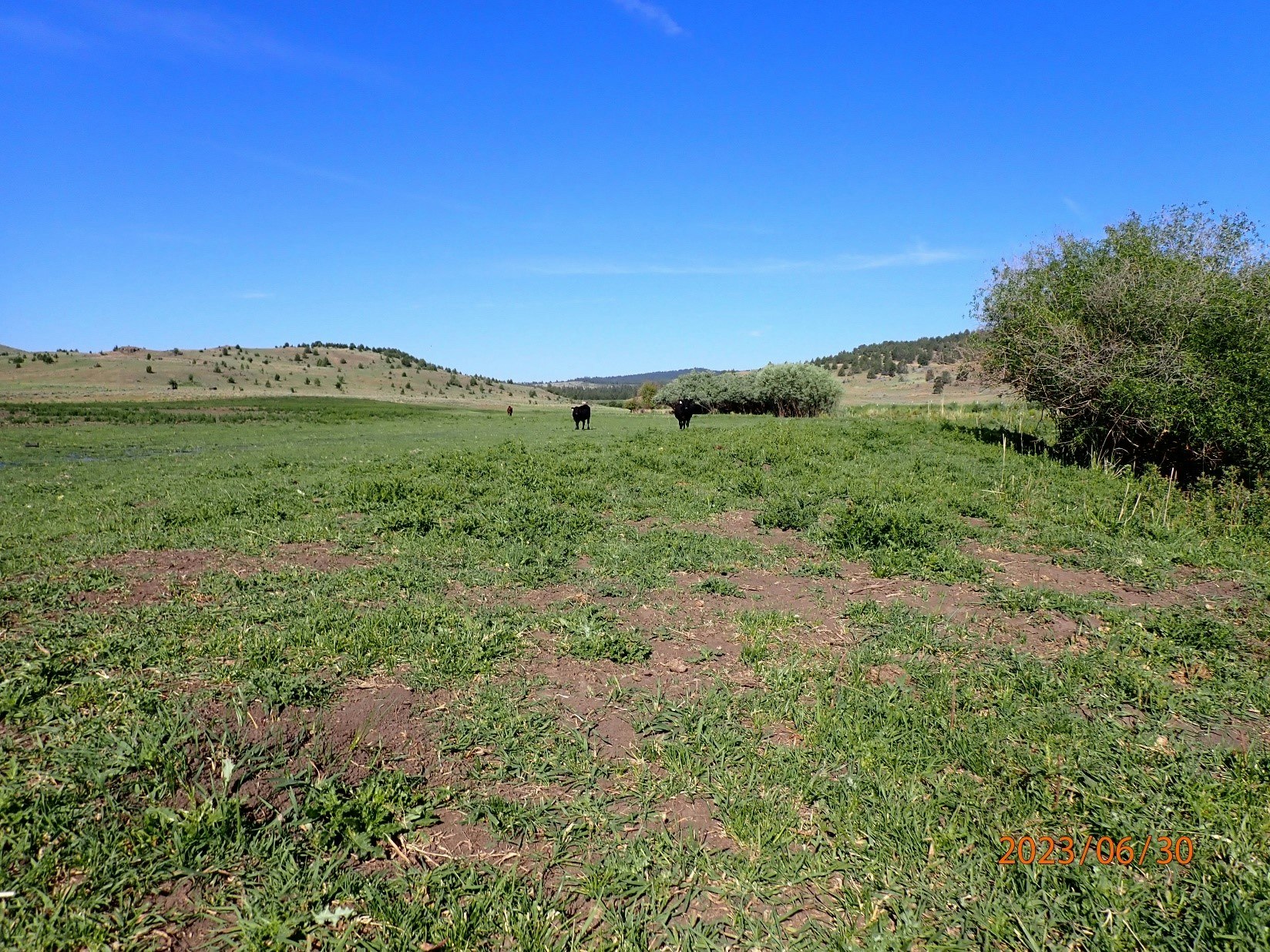 Lush green field under blue sky with cattle grazing and hills in the background.