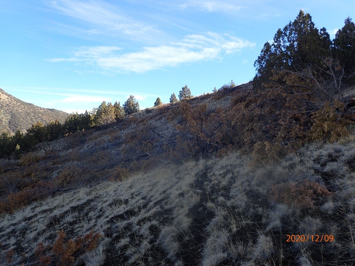 A hillside with trees and dry grass under a blue sky with wispy clouds. Date stamp: 2020/12/09.