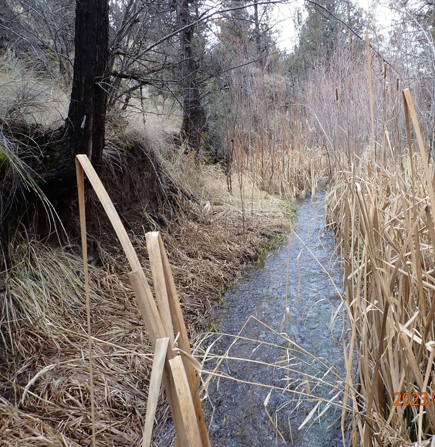 A narrow stream meanders through dry grasses and bare trees, with a watermark dated 2023.