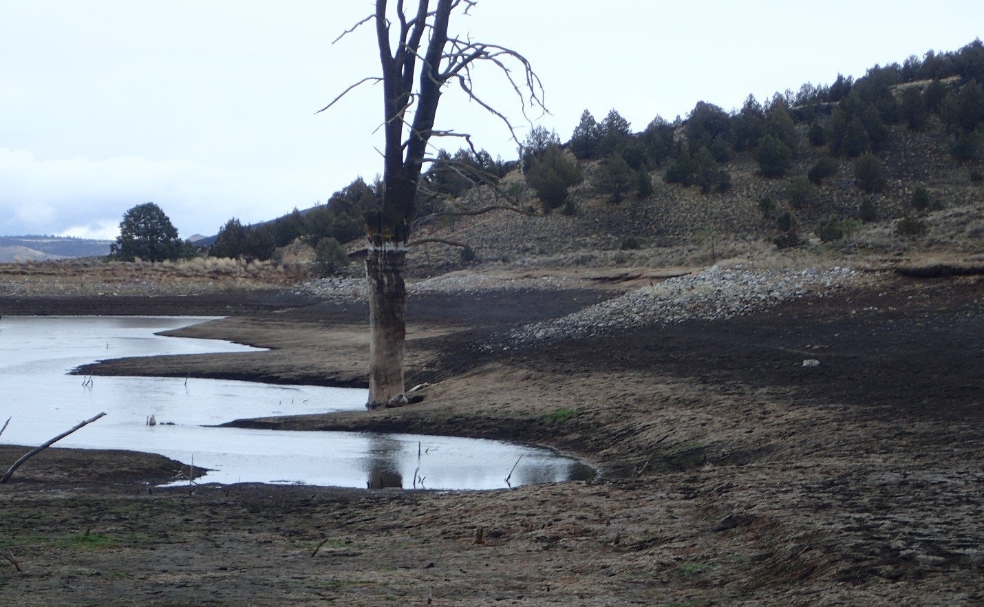 A sparse landscape with a tree, small puddles of water, and a dry, cracked ground, suggesting a drought-stricken area.