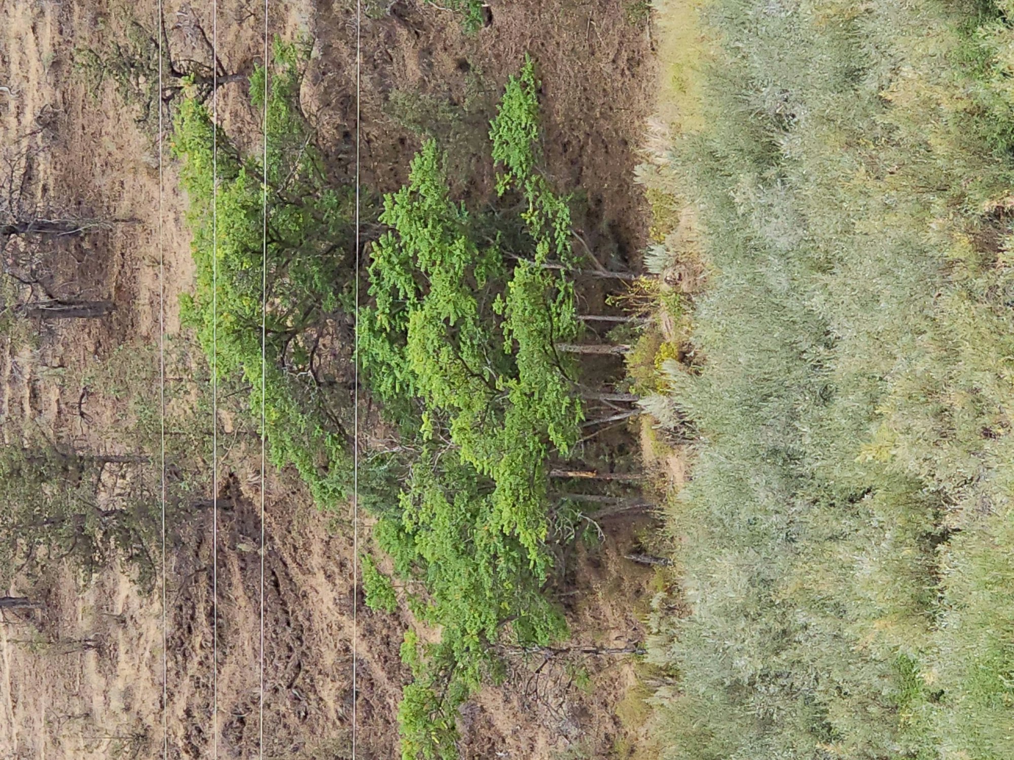 Aerial view of a green tree contrasted with brown and grey terrain, possibly depicting deforestation or a lone tree in a cleared area.