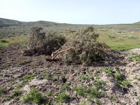 A fallen tree in a grassy field with hills in the background.
