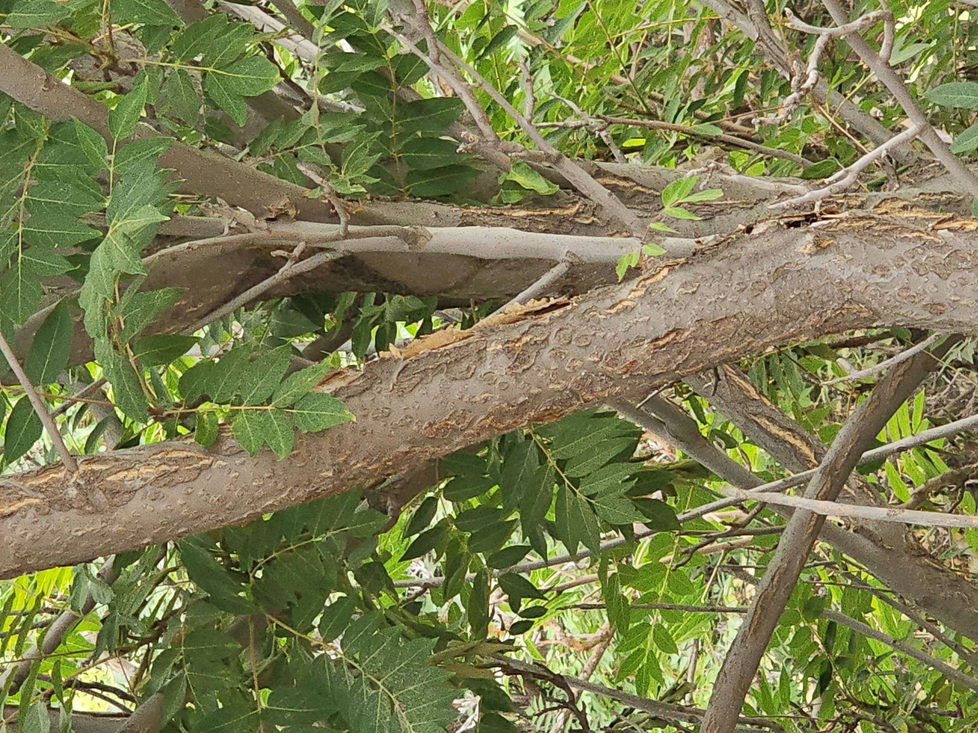 A close-up of tree branches with green leaves.