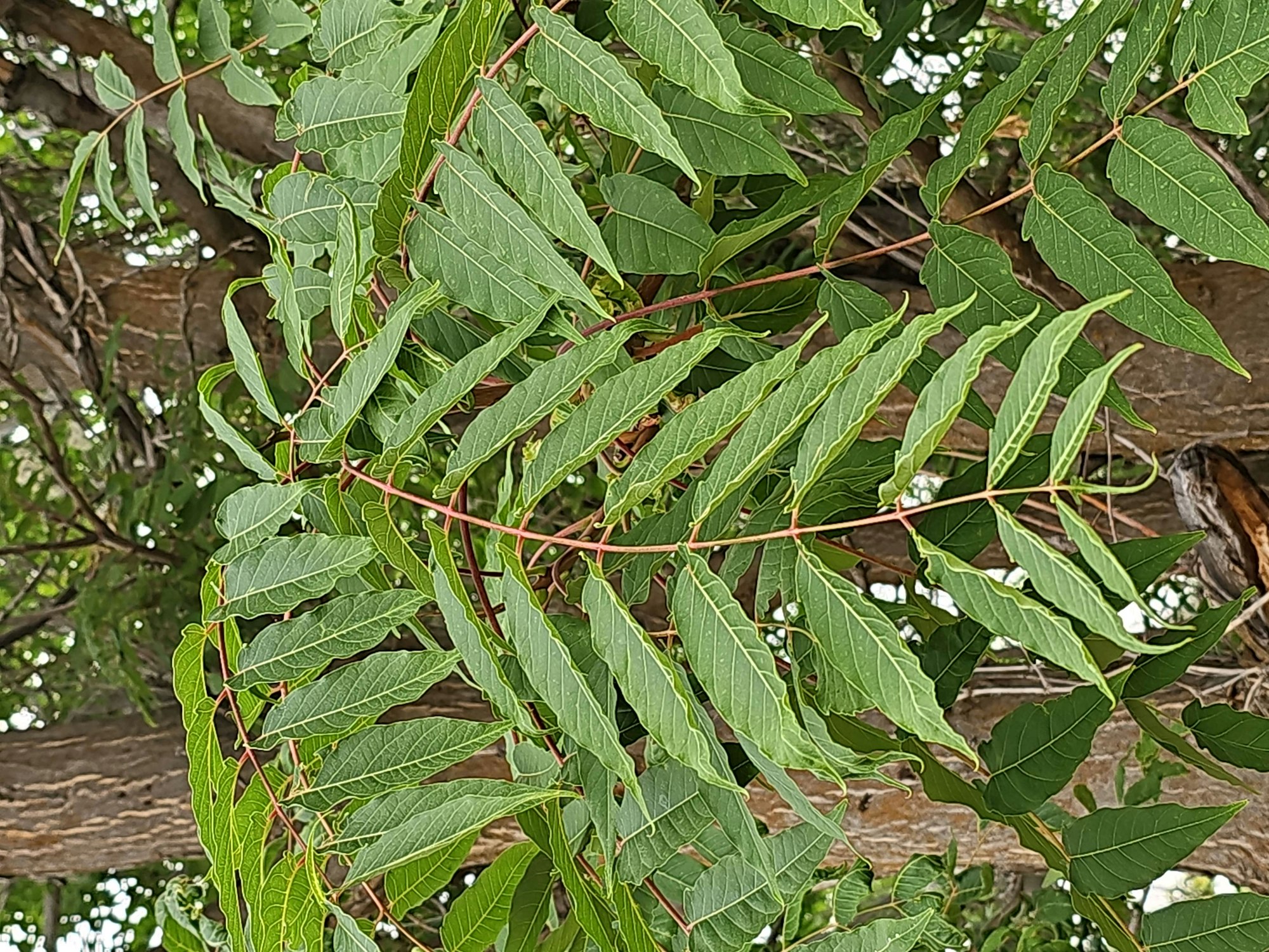 Close-up of green leaves with red stems, likely from a tree, with branches and sky in the background.