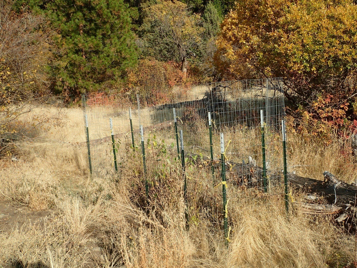 Autumn foliage, a wire fence with green posts, and dry grass.
