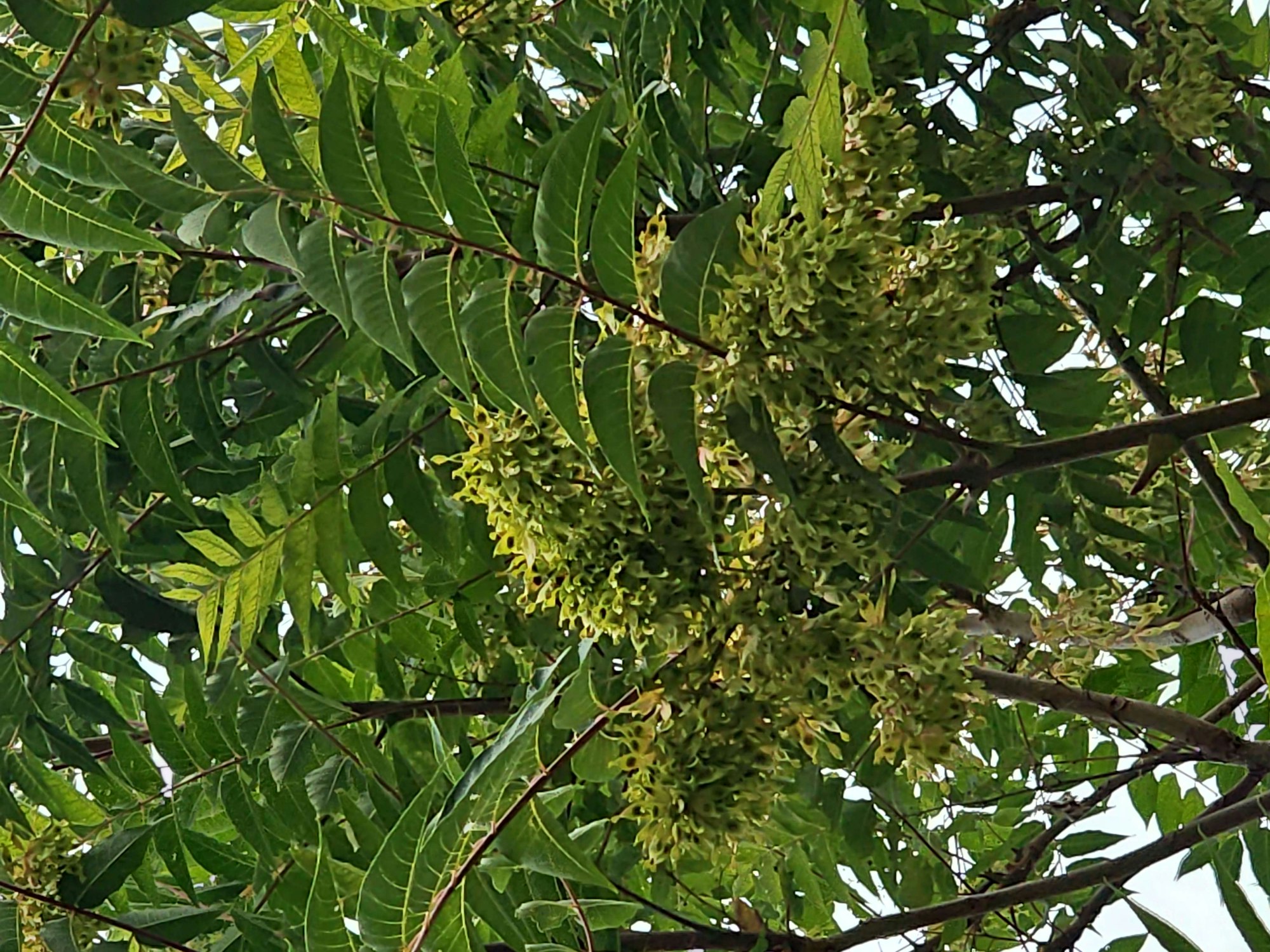 Clusters of green seeds hanging among leafy branches.