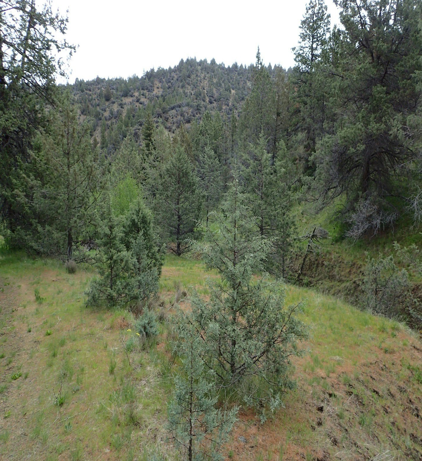 May contain: plant, tree, fir, conifer, nature, outdoors, wilderness, vegetation, and pine