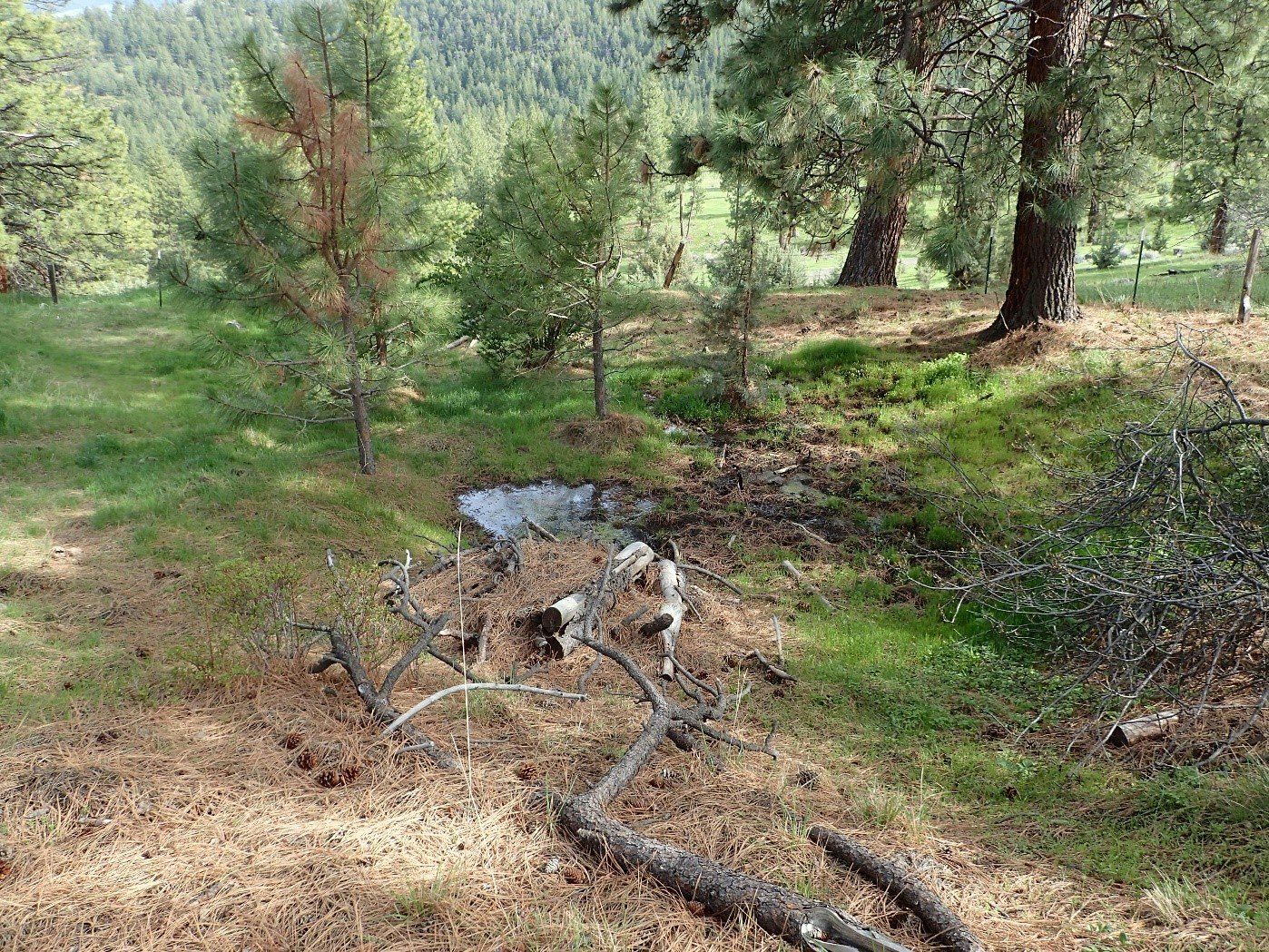 May contain: nature, outdoors, wilderness, grove, land, plant, tree, vegetation, woodland, soil, grass, conifer, rock, wood, fir, pine, path, and rainforest