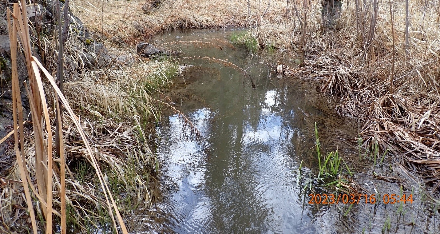 A small, tranquil stream surrounded by dry grasses and reeds.