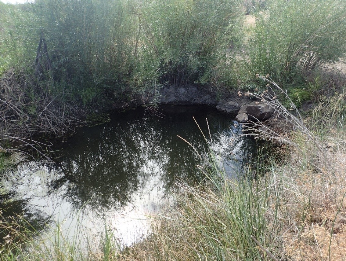 A tranquil pond surrounded by greenery and brush under a bright sky.