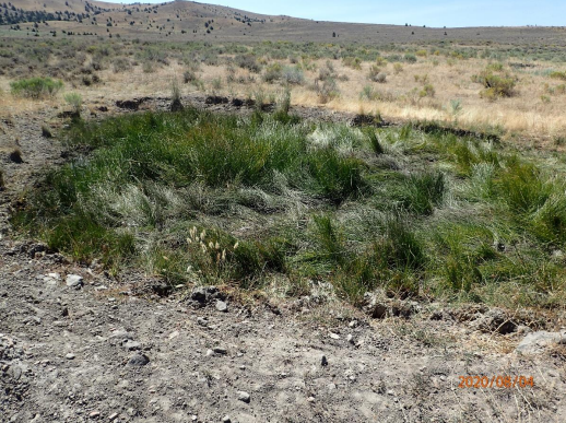 A barren landscape with shrubs, a clear sky, and a date stamp "2020/06/14."