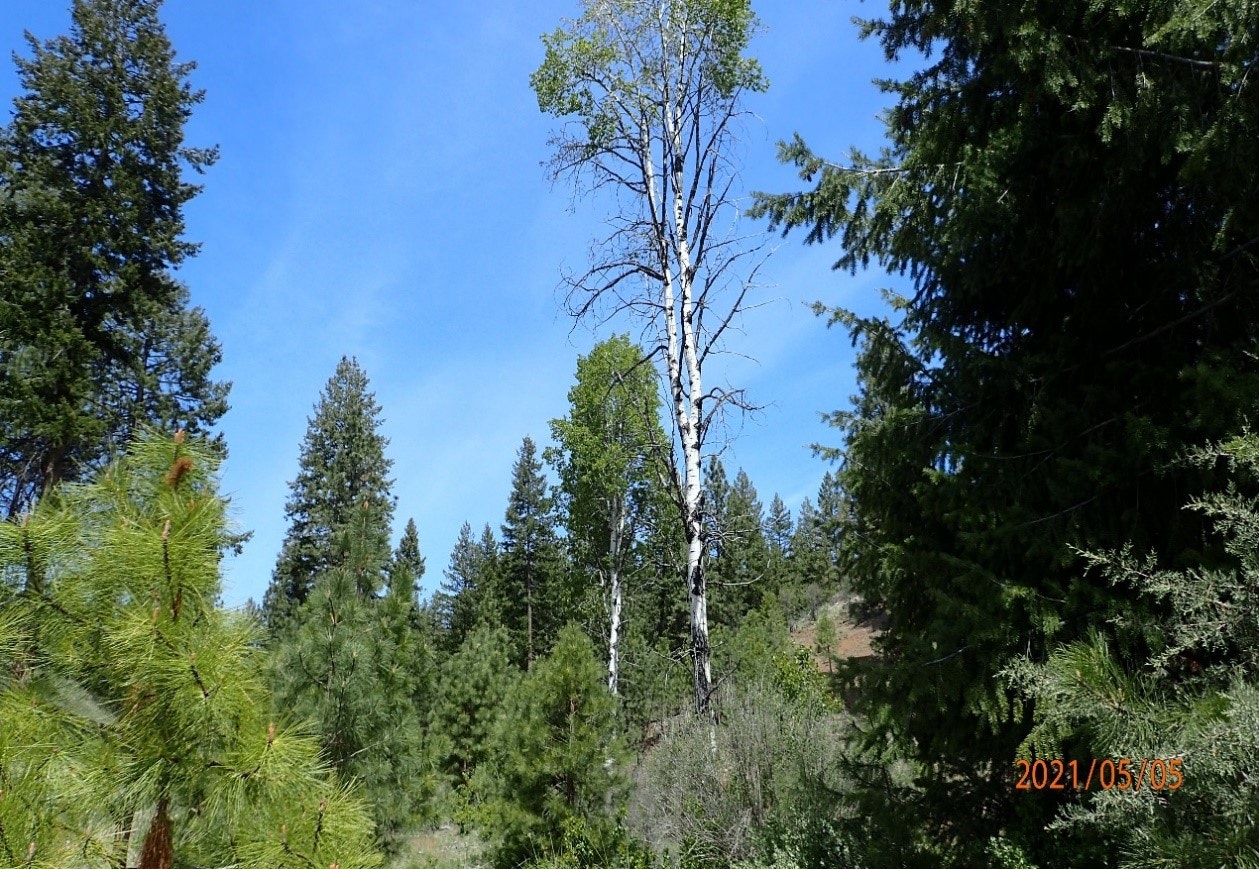 A sunlit forest scene with a mix of coniferous trees and birches against a clear blue sky.