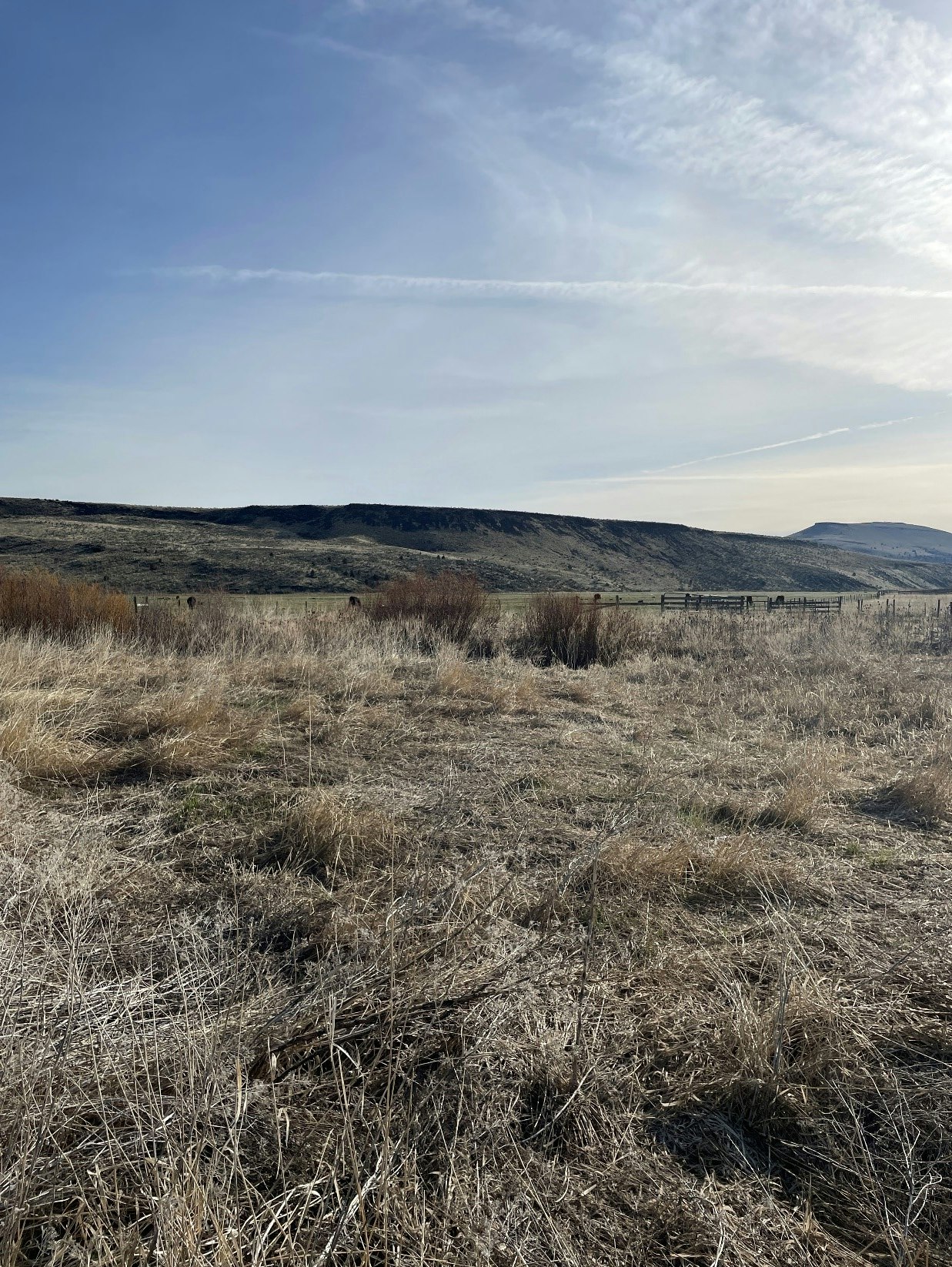 The image is rotated, showing a dry grass field under a blue sky with clouds.