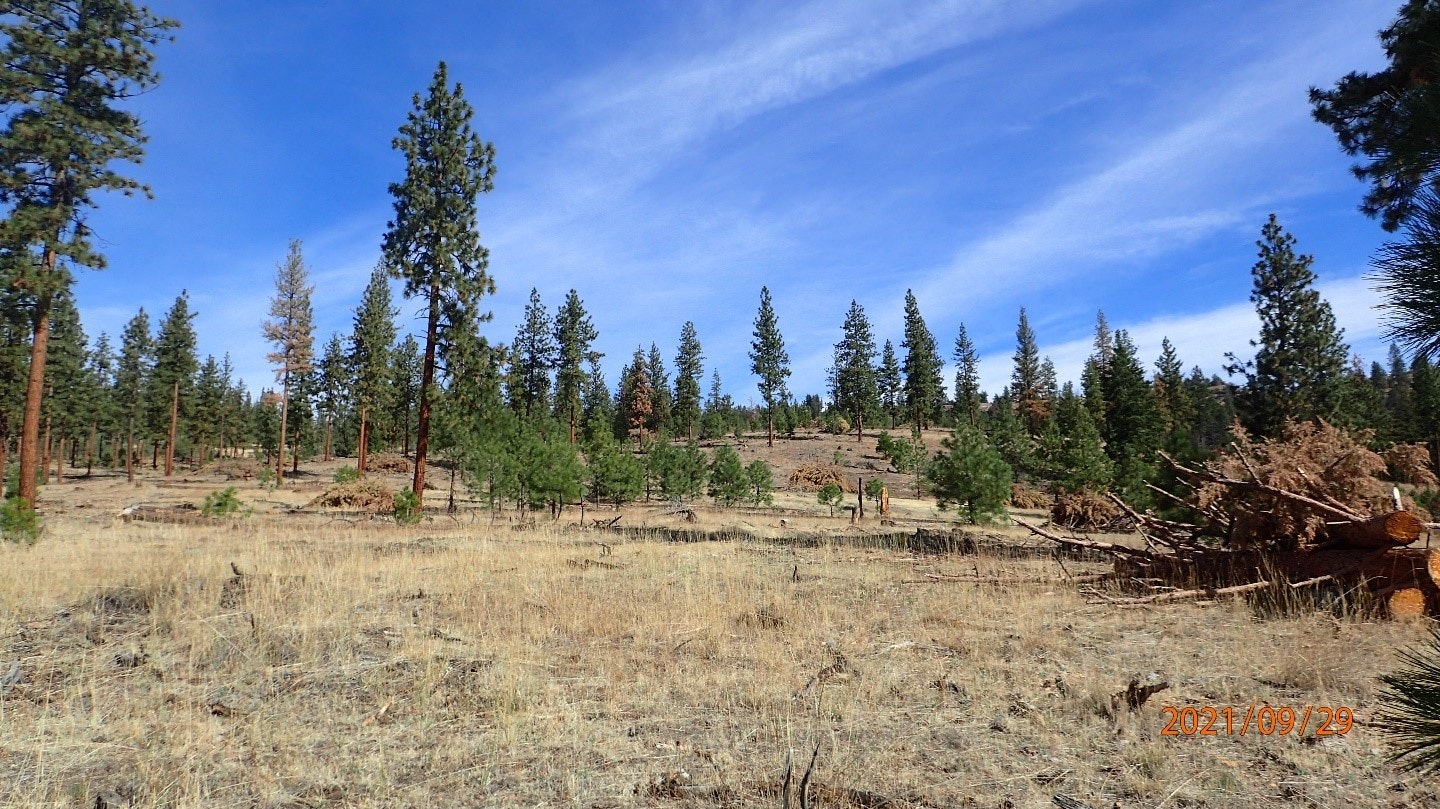 A forest landscape with pine trees, dry grass, clear blue skies, and some logged wood.